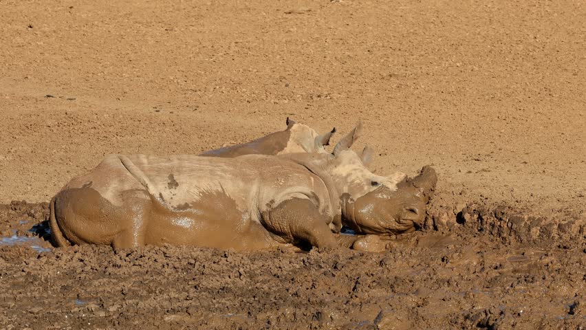 A white rhinoceros (Ceratotherium simum) and calf drinking at a muddy waterhole, South Africa