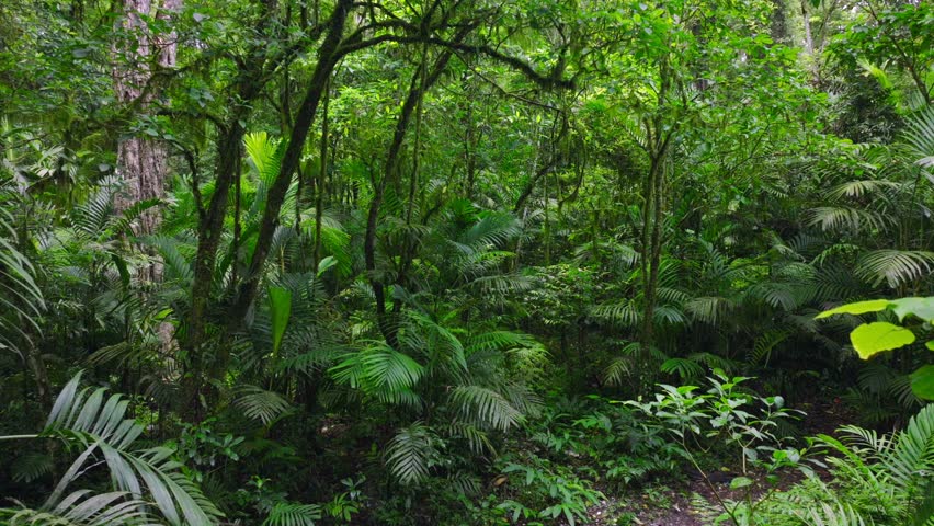a lush green forest with lots of trees and leaves