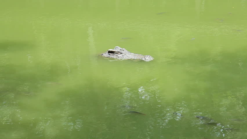 Crocodile Floating in the Pool. Stock Footage Video (100% Royalty-free ...