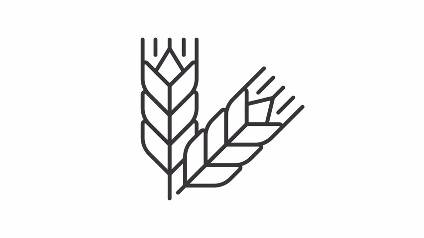 Animated gluten icon. Carbohydrates line animation. Moving wheat, shaking. Natural agriculture, organic. Black illustration on white background. HD video with alpha channel. Motion graphic