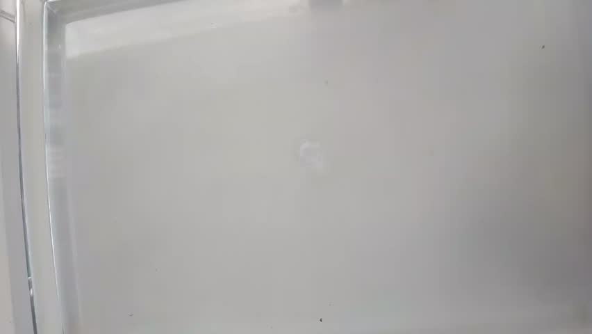 Four Delicious Homemade Biscuits Placed Neatly on a Clean White Background