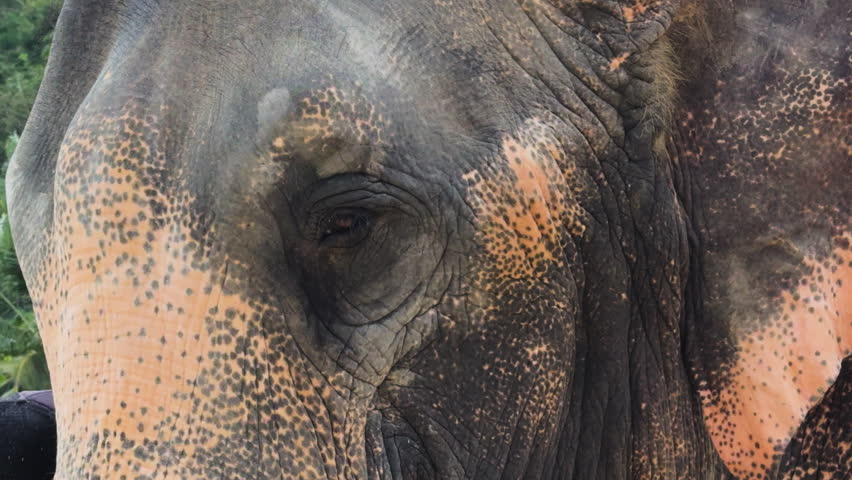 Asian elephant throwing dust on himself during the day at Elephant Sanctuary in Phuket, Phuket Island, Thailand, close up shot