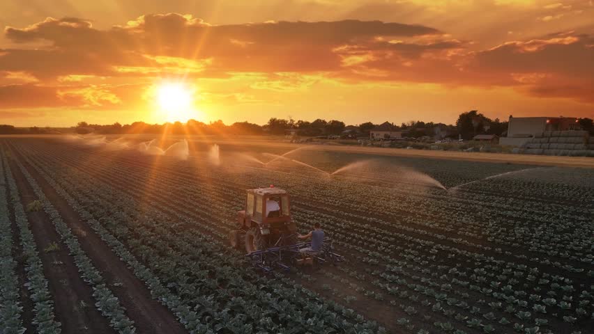 Aerial view drone shot of irrigation system on agricultural cabbage field and farmers with tractor working at sunset helps to grow plants in the dry season. Beautiful sunny landscape rural scene