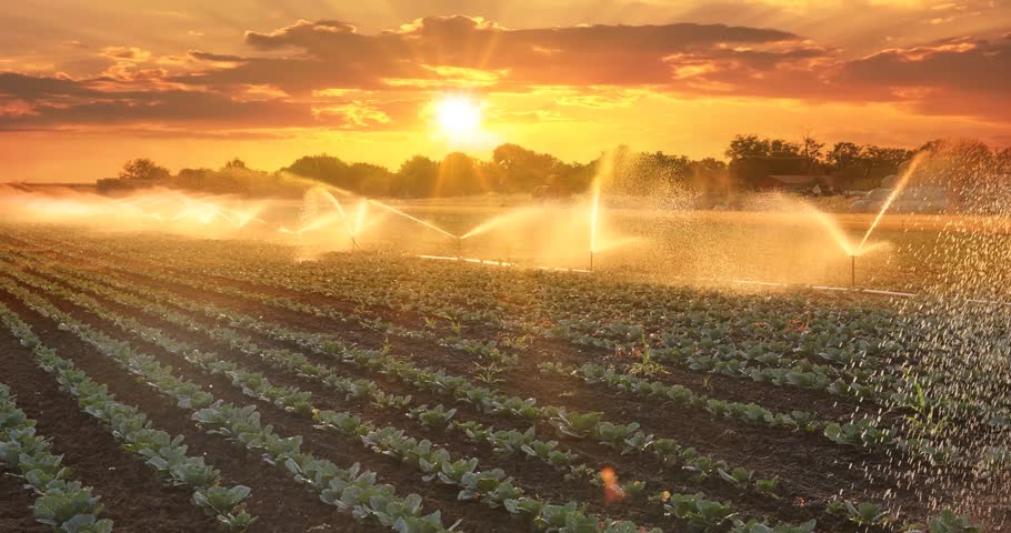 Irrigation system on agricultural cabbage field at sunset, watering helps the vegetables to grow in the dry season. Beautiful summer landscape rural scene with orange sky, clouds and sun, slow motion
