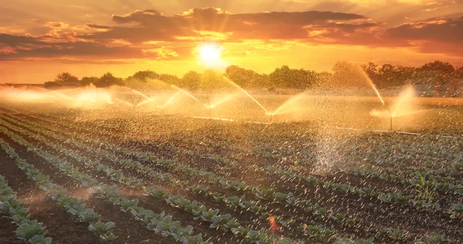Irrigation system on agricultural cabbage field at sunset, watering helps the vegetables to grow in the dry season. Beautiful summer landscape rural scene with orange sky, clouds and sun, slow motion