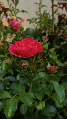 close up beutiful red rose flowers in the garden 