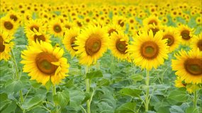 A vibrant field of yellow sunflowers blooming under the clear sky, showcasing their large heads and green leaves in summer - Powered by Shutterstock - Get 15% off with code: PIKWIZARD15