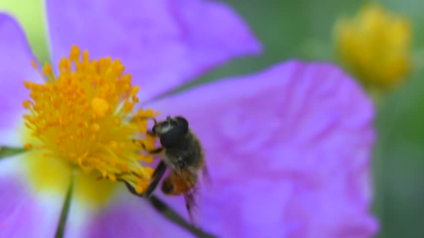  Bee on Purple Flower: Pollination and Close-Up Details. Observe the bee