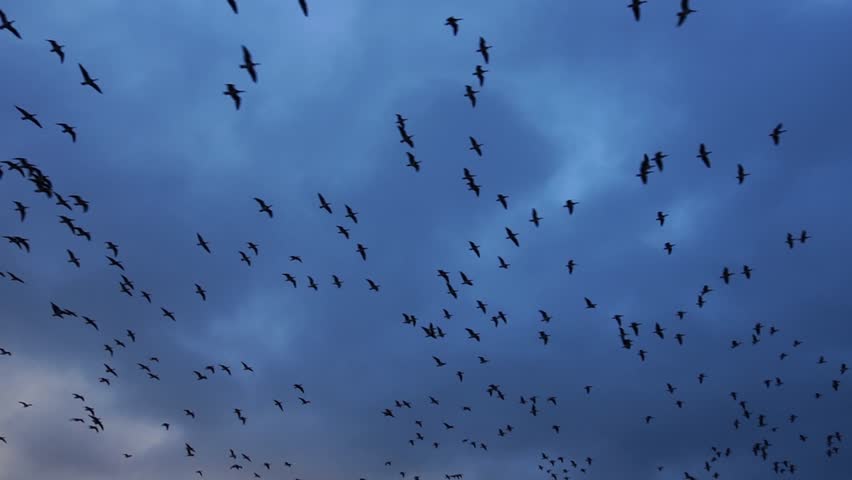 Brent Geese flock over sky at dusk