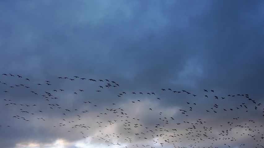 Brent Geese flock arrived in Ireland for Winter