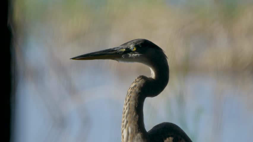 A great blue heron stands gracefully in its natural habitat, its sharp beak and long neck silhouetted against a blurred background of reeds and water