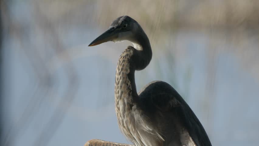 A great blue heron stands tall, its long neck gracefully curved as it gazes into the distance Myakka River State Park Florida