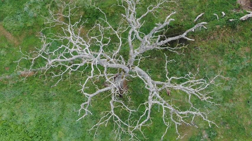 Leafless tree with complex branching pattern on green grass. Environmental and conceptual projects. Aerial top-down descending