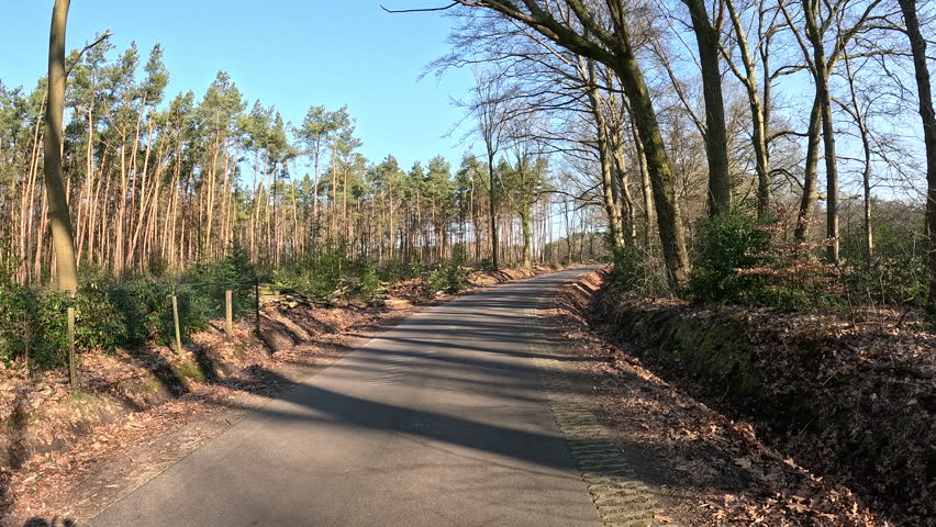 Walking on a road through a forest.