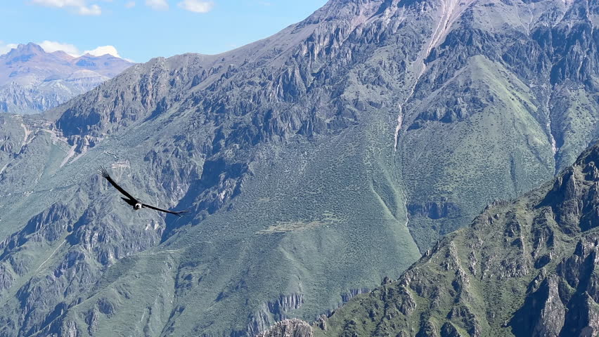 Video shot with a phone near Colca Canyon Peru South America of a giant flying Condor above in the blue sky with the mountains in the back