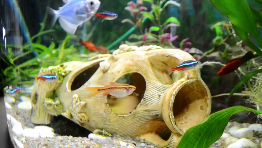 Group of fish are swimming in a tank with a large white object in the middle. The fish are of various sizes and colors, including a blue fish and a red fish. The tank is decorated with plants