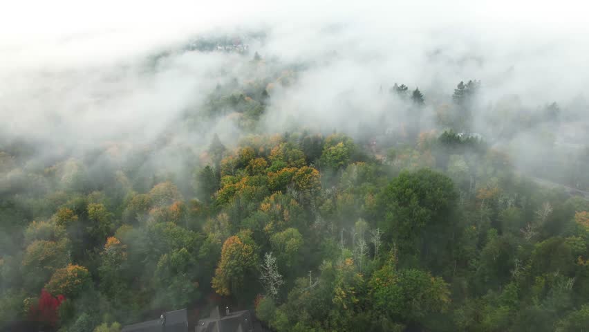 Dense clouds flying between forest trees of national park in Oregon, America. Aerial wide shot.