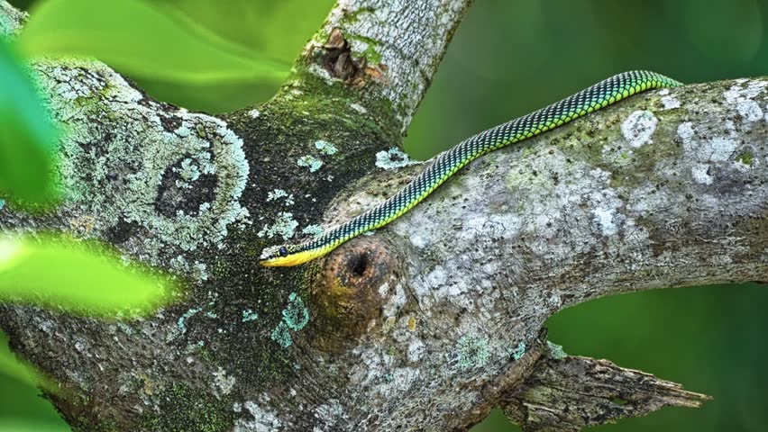 Paradise Tree Snake On The Tree In The Forest. - static shot