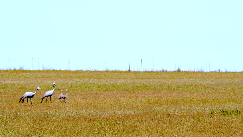 Pair of Stanley Cranes walk over farm land with newborn chicks, copy space