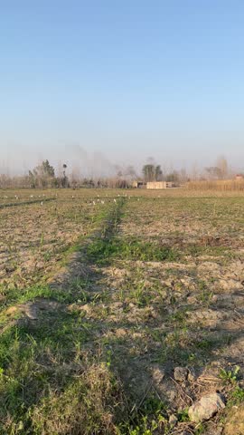 A greenfield site is a plot of undeveloped land, often on the outskirts of a city, used for housing, commercial projects, or industrial parks. field