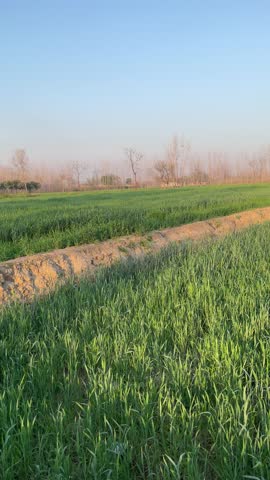 A greenfield project means starting a new business, factory, or infrastructure from scratch, without constraints from prior work. green