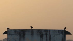 4K cinematic view of crows perched on rooftop against golden sunset sky. - Powered by Shutterstock - Get 15% off with code: PIKWIZARD15
