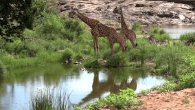 A tranquil scene of Giraffes together at a waterhole in the Kruger park. - Powered by Shutterstock - Get 15% off with code: PIKWIZARD15