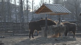 Static footage of bison with bison calf eating dry grass from a wooden feeder at zoo. Standing in profile and sunlit shines on the bison's backs. Steam surrounds bulls as they eat dried hay together. - Powered by Shutterstock - Get 15% off with code: PIKWIZARD15