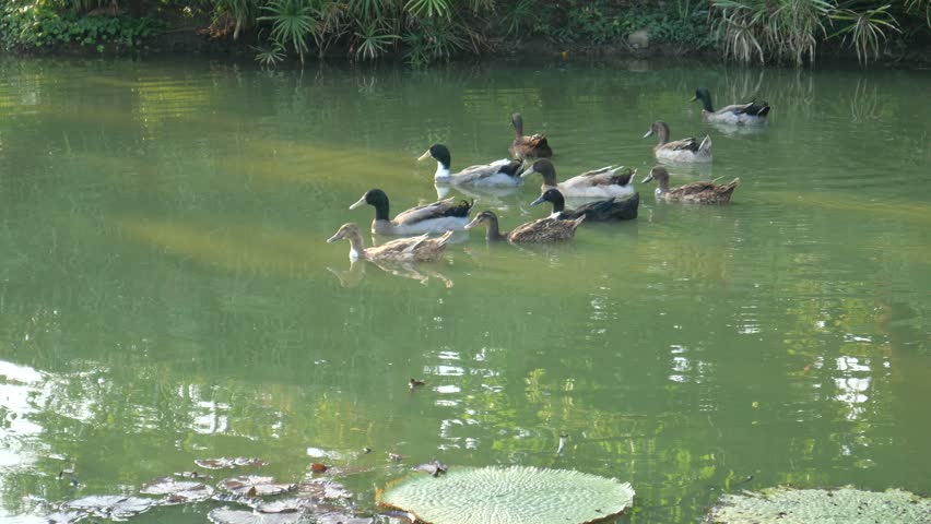 Ducks floating on a pond with lily pads