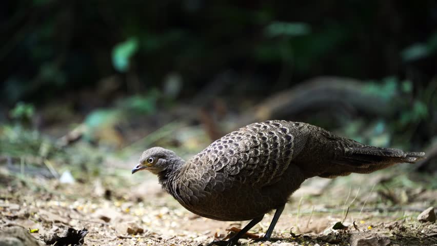 Grey Peacock Pheasant (Polyplectron bicalcaratum ) bird watching in the forest.
