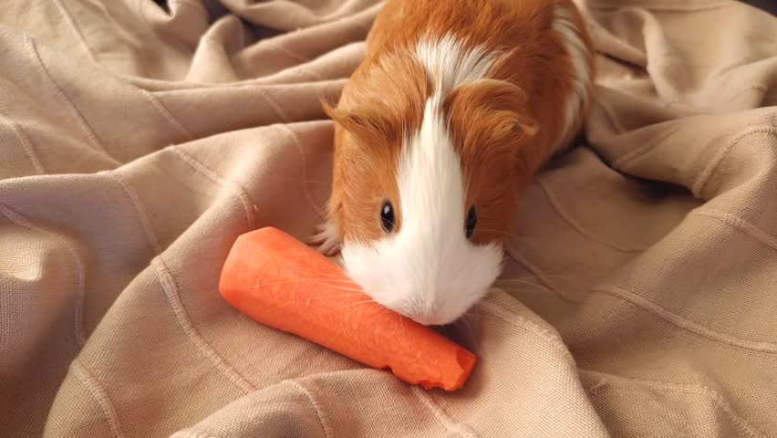 guinea pig eats carrots with appetite. High quality FullHD footage