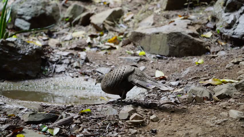 Grey Peacock Pheasant (Polyplectron bicalcaratum ) bird watching in the forest.