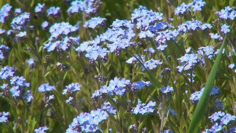  Forget me not Flowers, Spring Flowers on Meadow, Field on Windy, Closeup