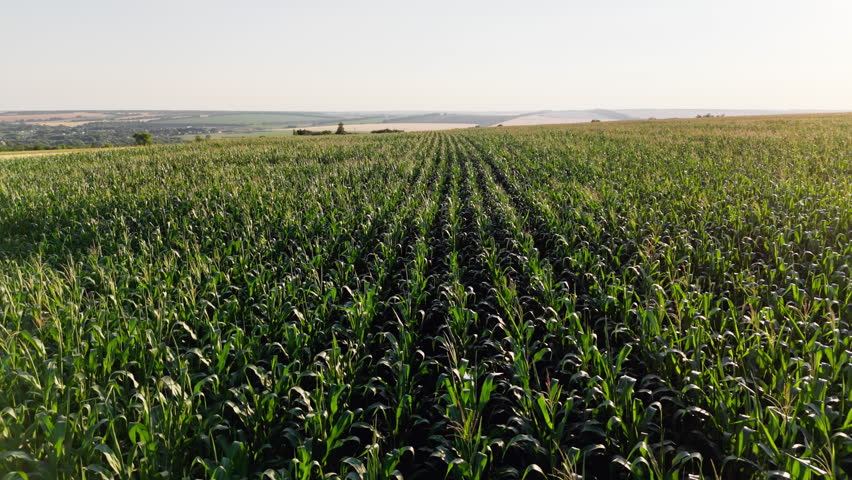 Aerial view of countryside landscape with growing Corn Field on sunny day. Drone shot of Corn Crops Field From. Flight Above Cornfield