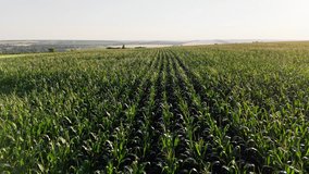 Aerial view of countryside landscape with growing Corn Field on sunny day. Drone shot of Corn Crops Field From. Flight Above Cornfield - Powered by Shutterstock - Get 15% off with code: PIKWIZARD15