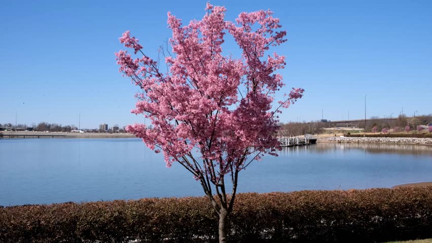 A cherry tree blossoms along the Potomac river