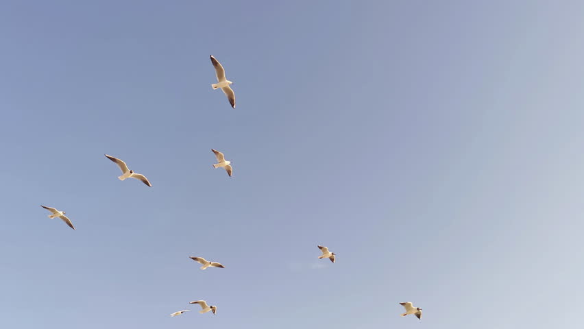 Many Flock Of Seagulls Flying In The Sky Footage.