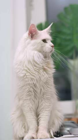 Portrait domestic cat, majestic white Maine Coon cat sits on table, looking slightly serious with its green eyes, feline royalty, home comfort, pet beauty, home, cat home life