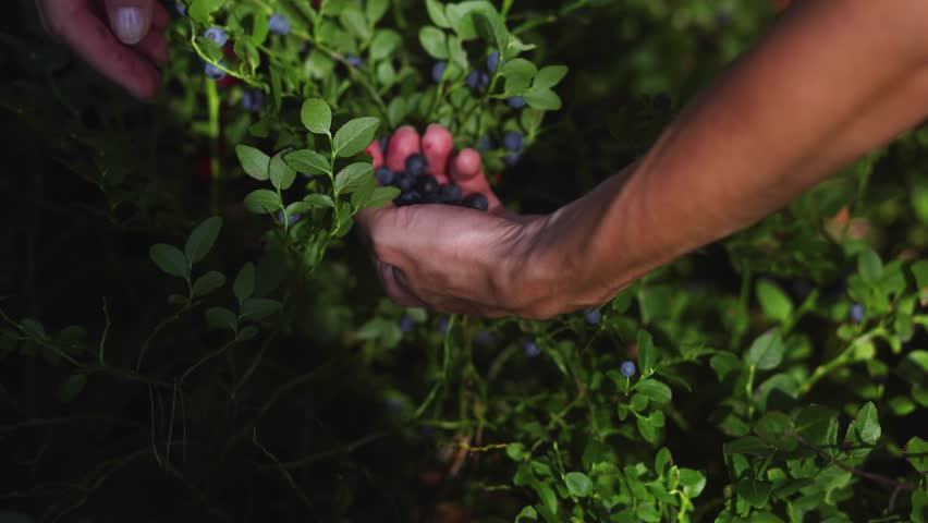 Harvested berries, process of collecting, harvesting and picking ripe berries in the forest, close up view of hands with bilberry, blueberry, blackberry, strawberry and raspberry growing, berry farm