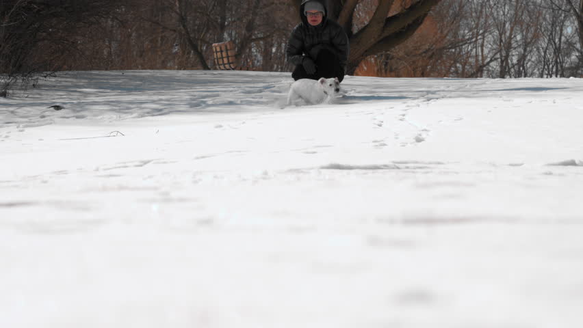 Cute Jack Russell Terrier running happily on the the snow, with excitement during winter play day in nature. Playful moments. Slow motion