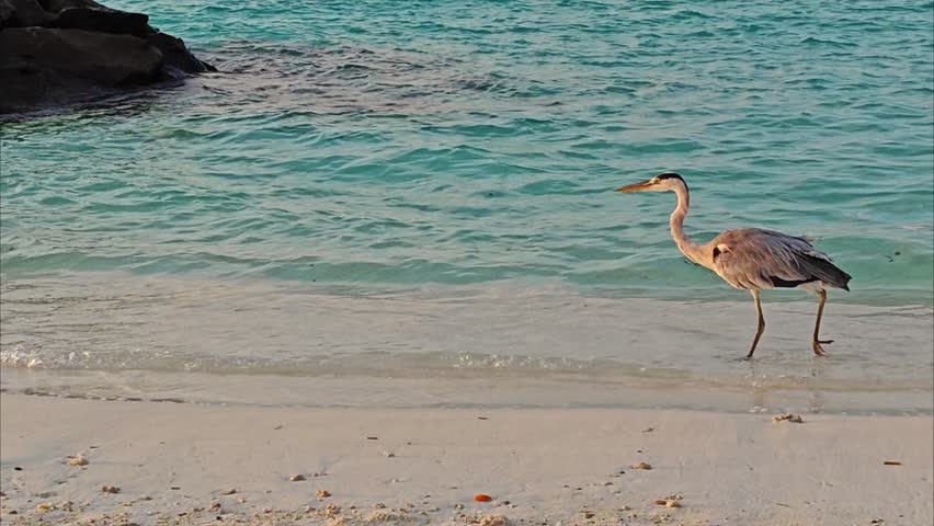 This bird is a grey heron from the Maldives