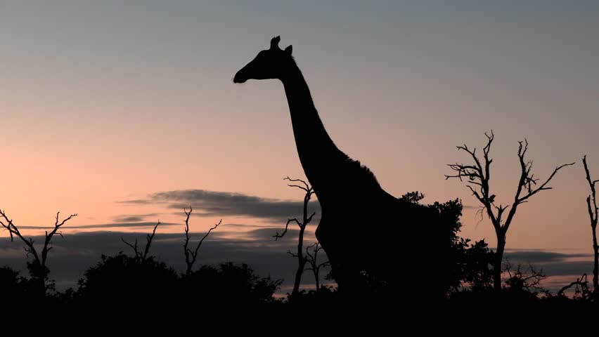 A beautiful silhouette of a large giraffe standing still until he slowly starts moving out of the frame.
