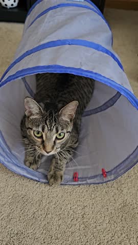 Cute kitten pawing and playing in tube vertical video
