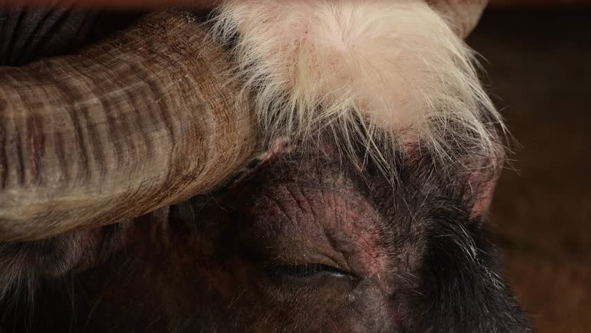 Macro view of a buffalo