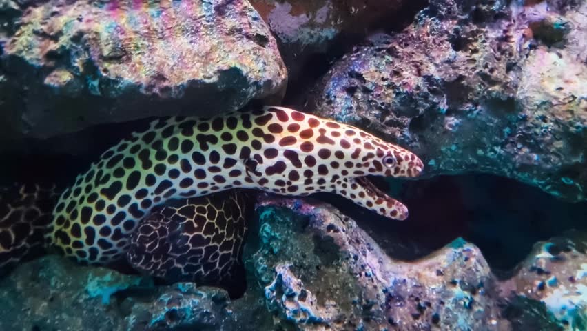 Spotted moray eel emerging from rocks in a coral reef, showcasing its distinct pattern and open mouth.