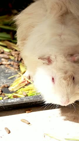 Guinea pigs interacting and eating in a zoo