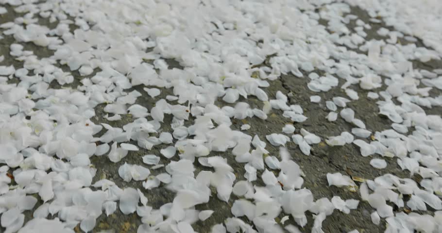 Delicate white flower petals swirling, dancing across dark asphalt surface, creating mesmerizing random patterns through gentle breeze movement