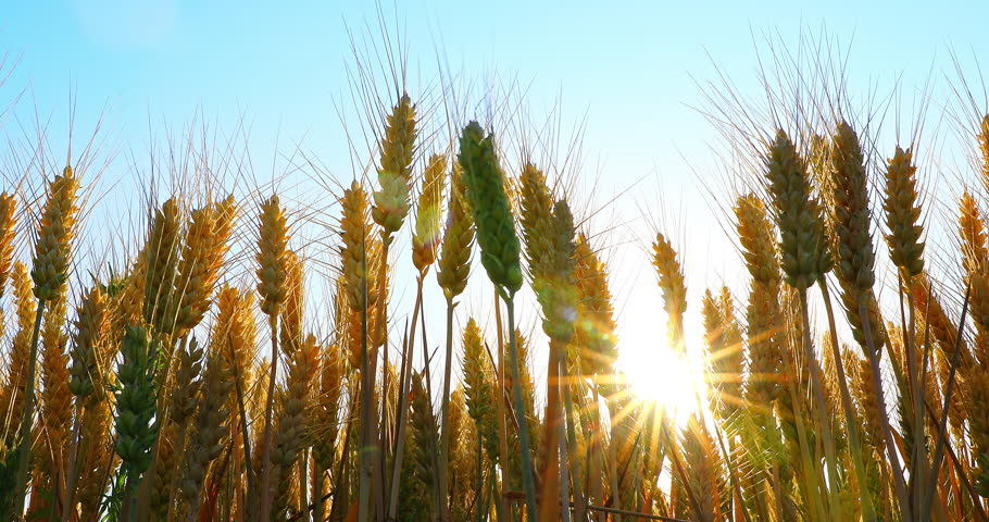 Golden wheat field in the bright sunshine against blue sky