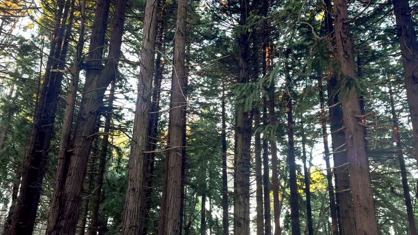 Tall forest trees illuminated by soft rays of sunlight with slow camera pan