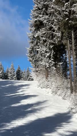 Scenic winter landscape with snow-covered evergreen trees under bright blue sky. Pristine ski slope surrounded by frost-dusted pine forest on a clear sunny day.